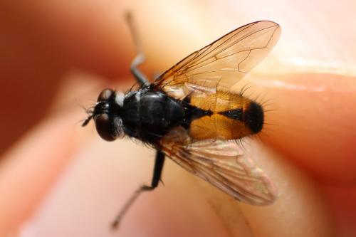 Hemyda vittata